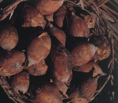 TODA FRUTA: INAJÁ - (Maximiliana maripa)