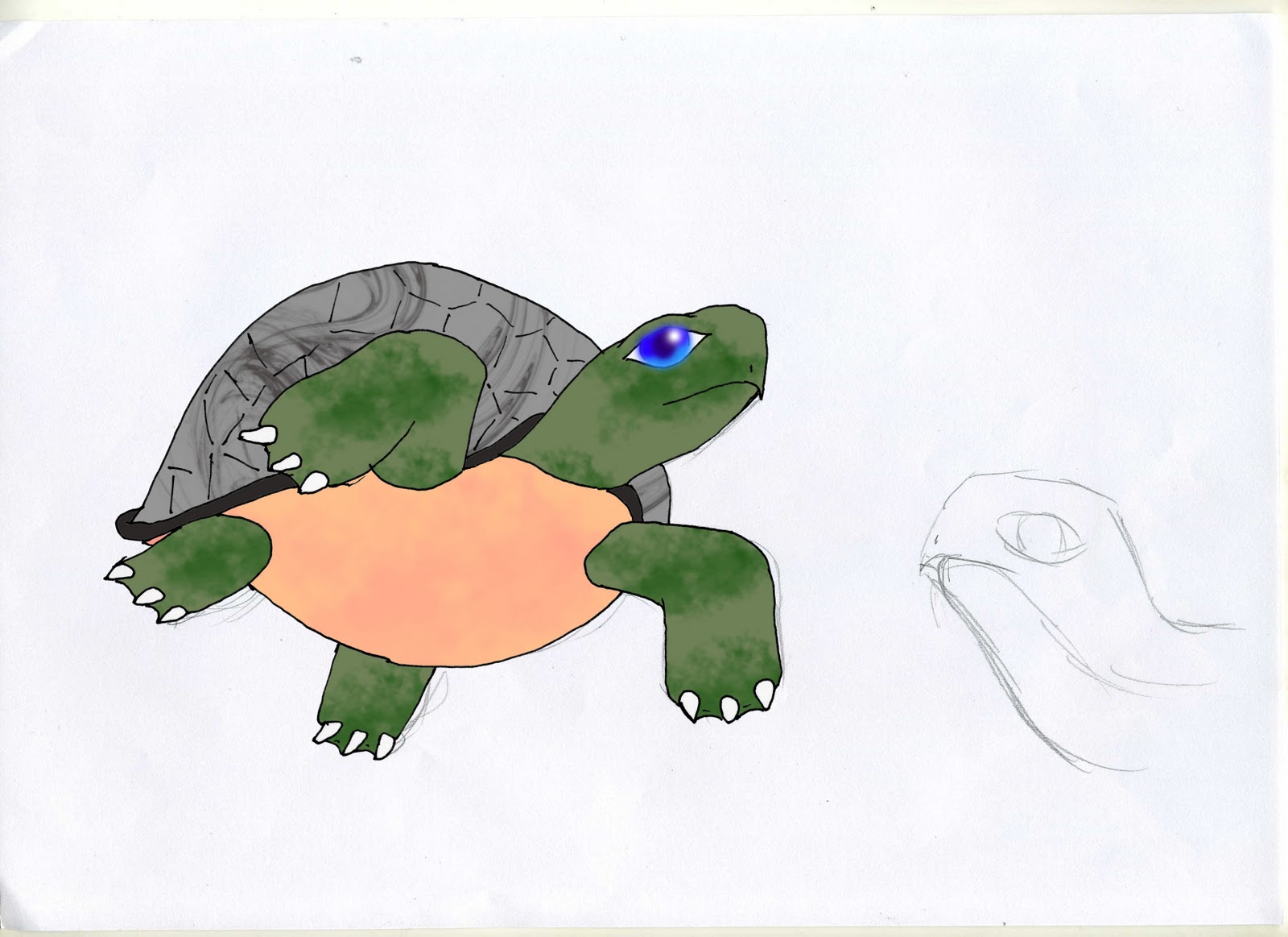 Turtle Style Character Designs Turtle