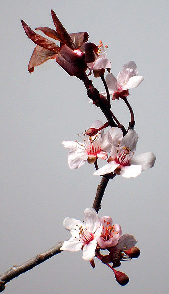 [plum.jpg]