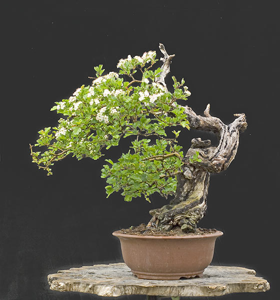 Walter Pall Bonsai Adventures Hawthorn in full bloom