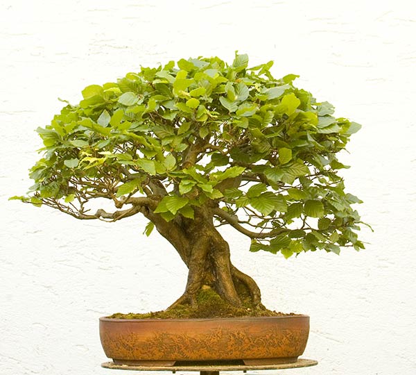 Walter Pall Bonsai Adventures Time to cut back beech