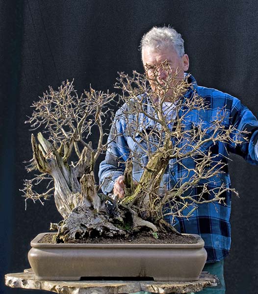 Walter Pall Bonsai Adventures big dogwood