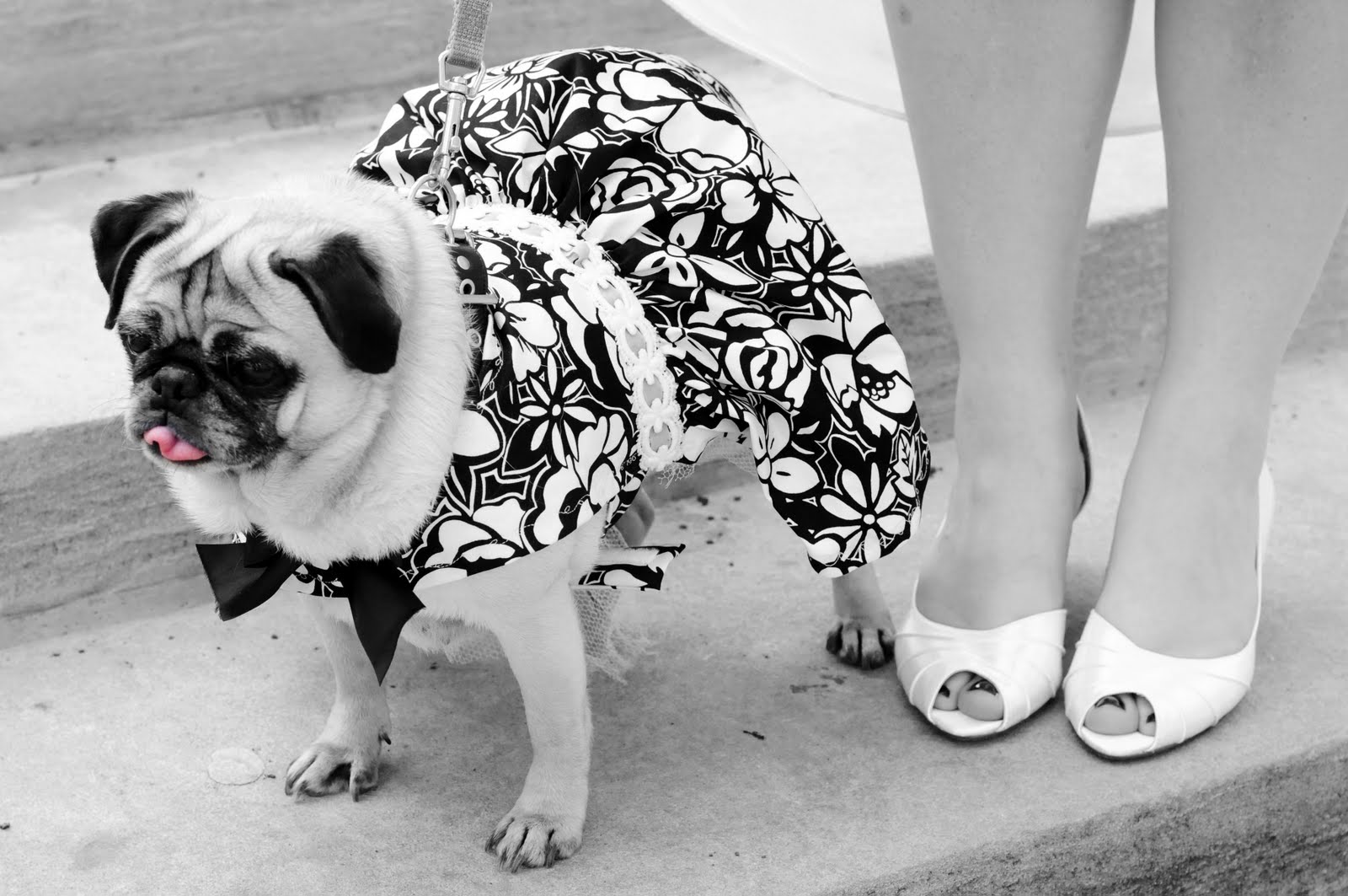 Miss Pug's Pawfect Wedding: Our Pawfect Wedding: Pugs & Us