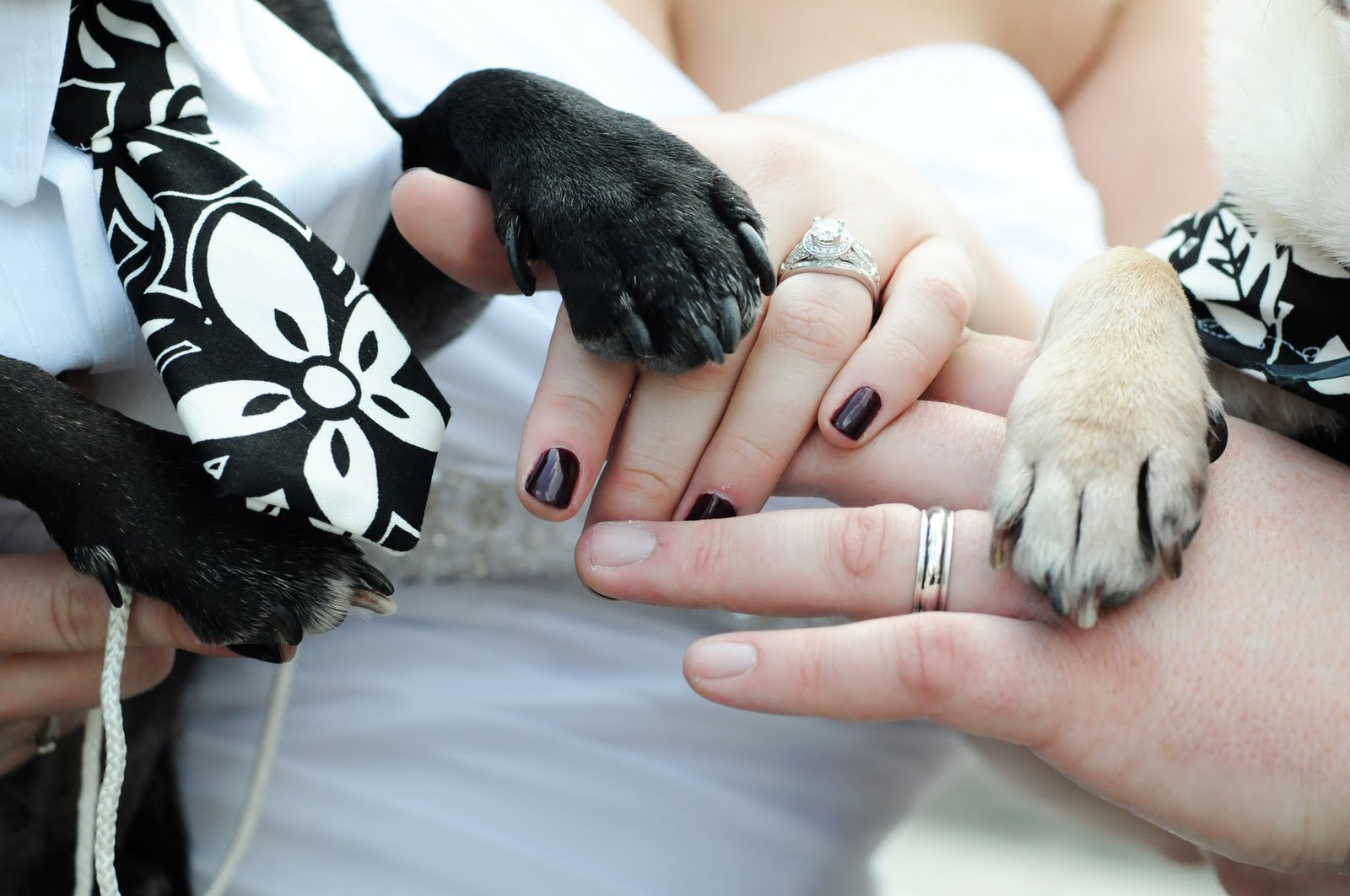 Miss Pug's Pawfect Wedding: Our Pawfect Wedding: Pugs & Us