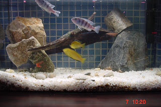 On Being “Fish-Fond”