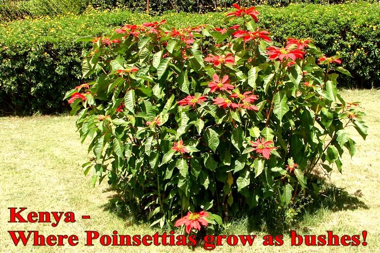 [08-12-23X+Poinsettia+bush.jpg]