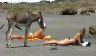 donkey.JPG