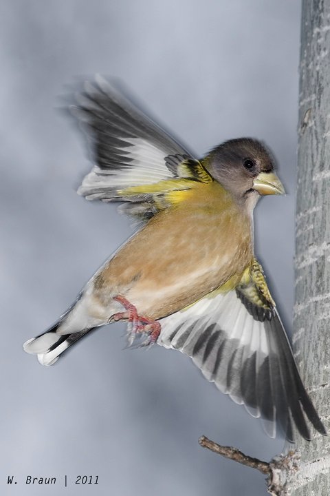For the birds: Evening or Wandering Grosbeaks?