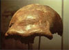 Cranium of a Neanderthal (poster print)