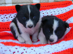 Christmas Karelian Bear Dog puppies 2009