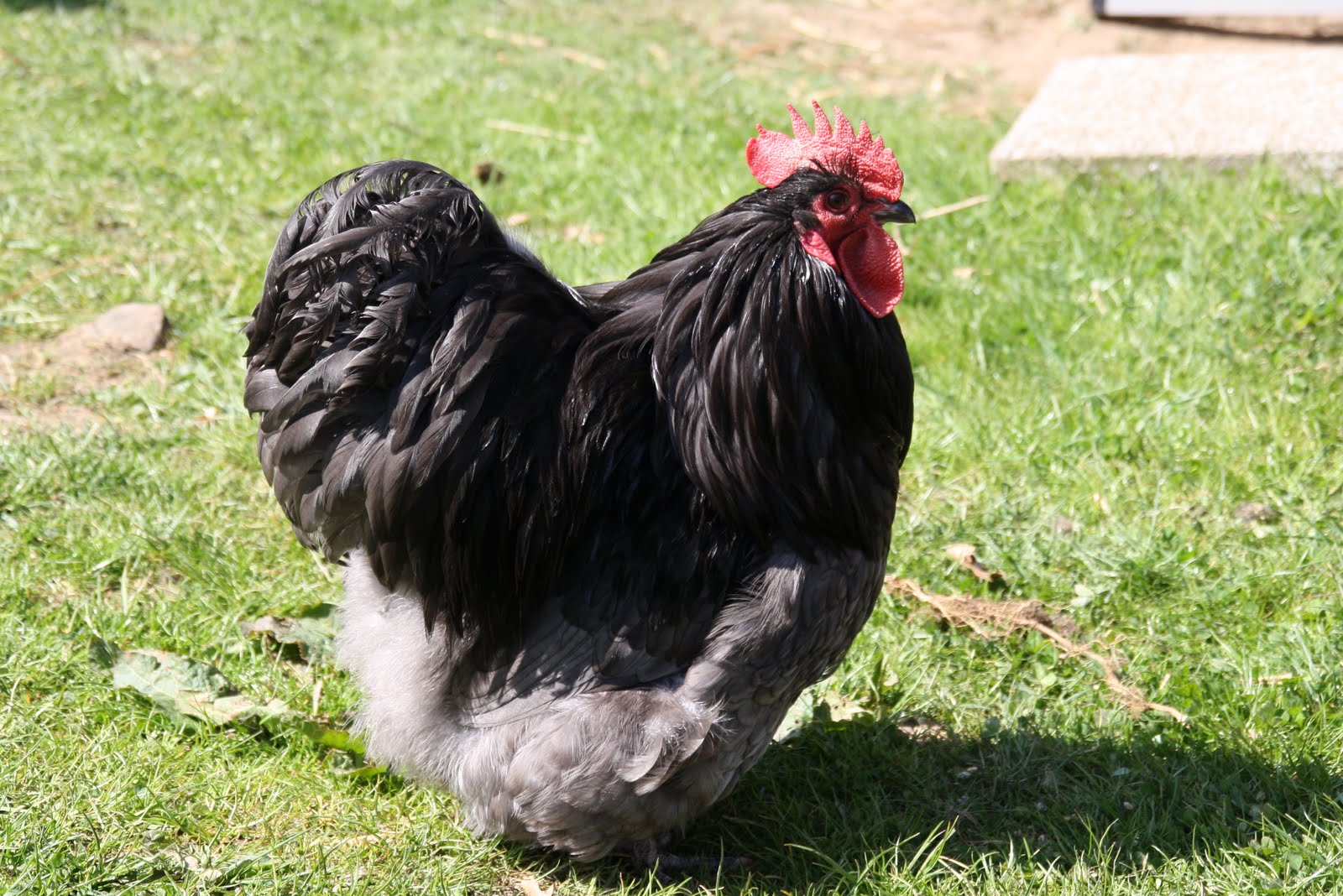 schaumwerke Einer unserer Hähne