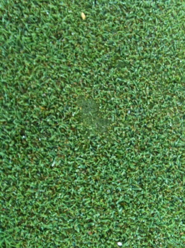iaTURF CONTROL OF MOSS ON BENTGRASS WITH BAKING SODA