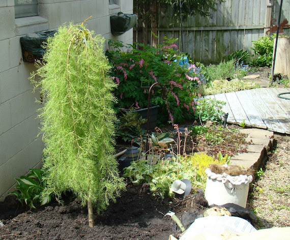 'Walker' Weeping Peashrub
