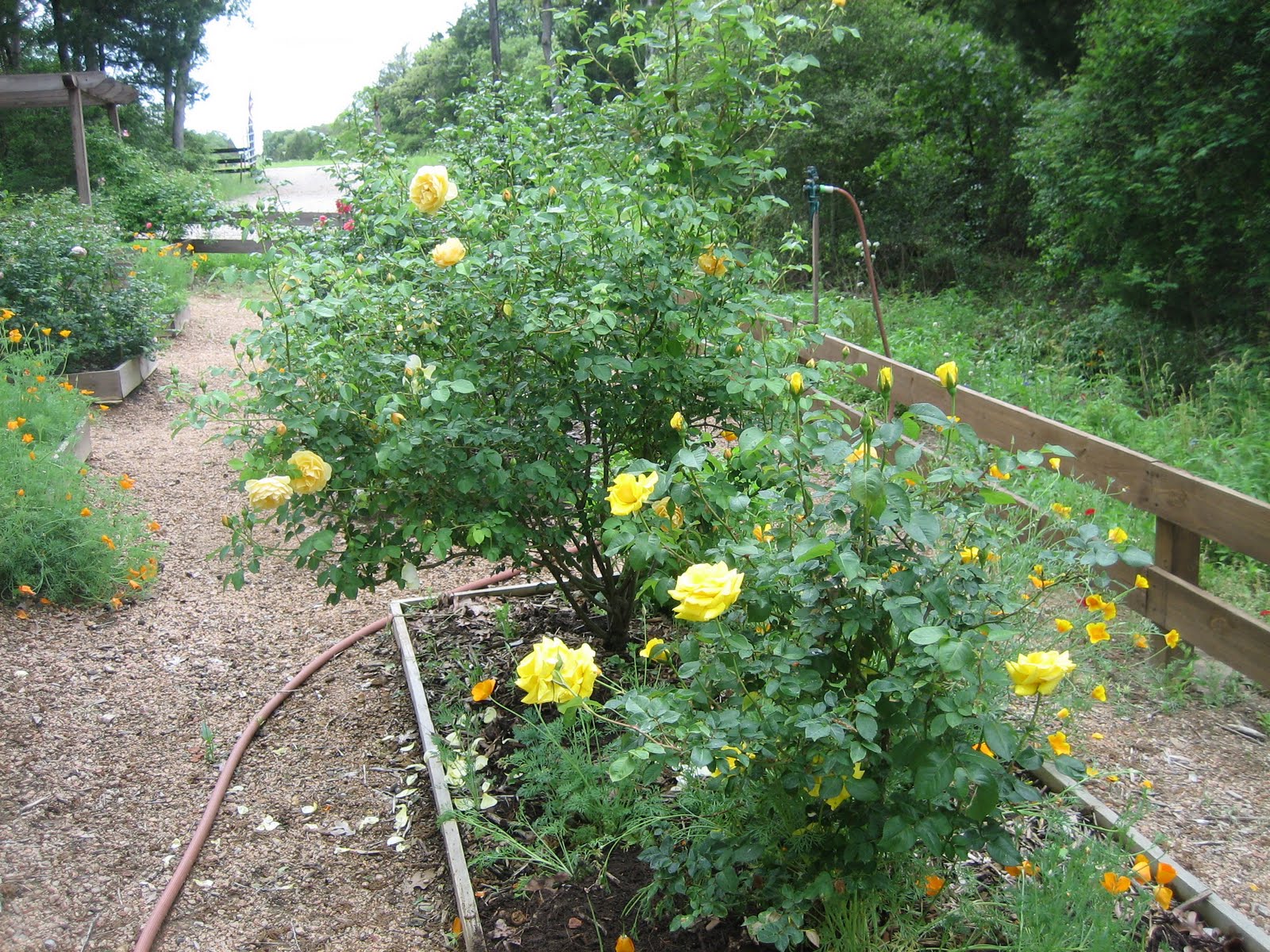 Lisa Bonassin's Garden What's Blooming Now Grandma's Yellow Rose