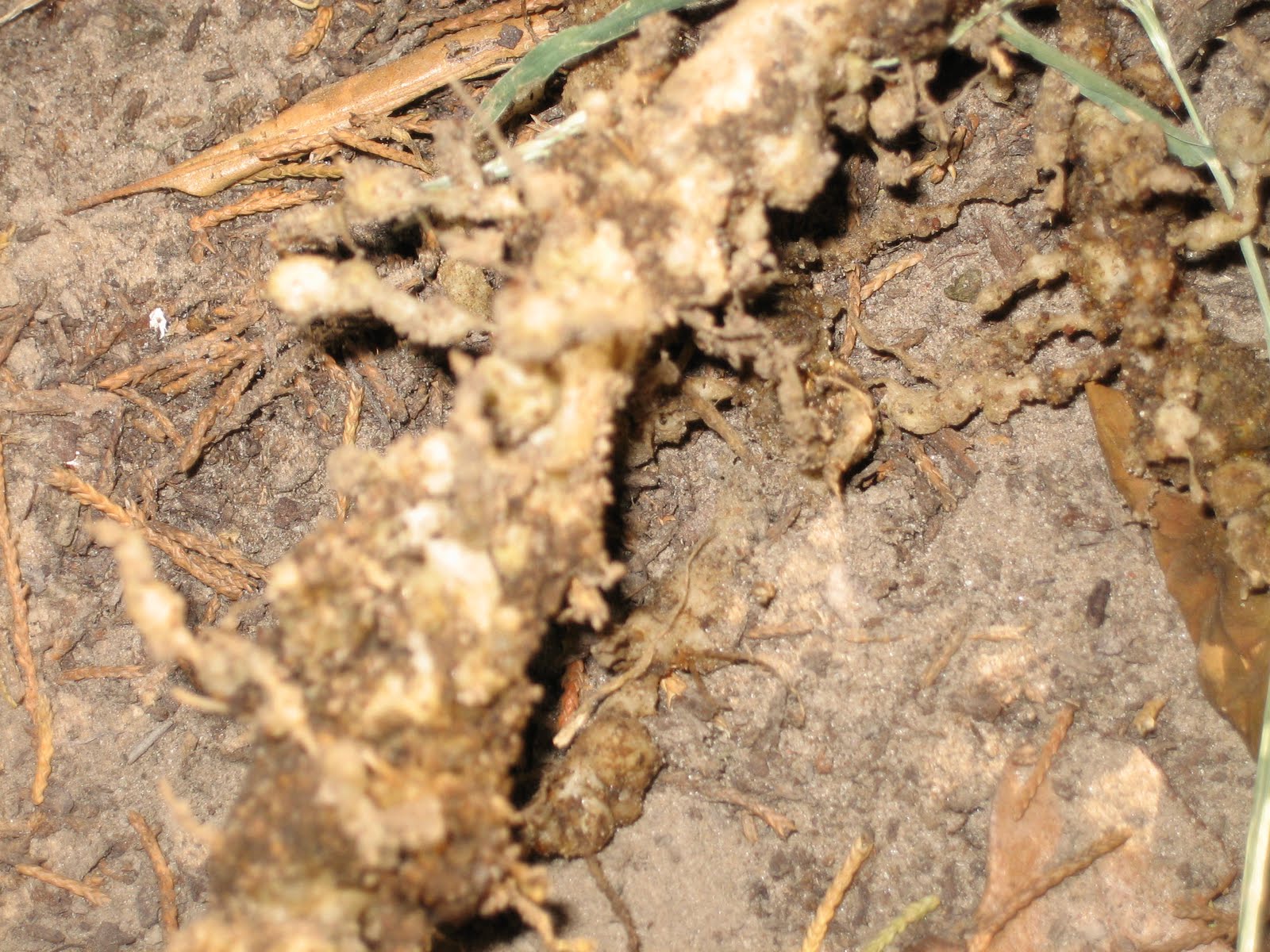 Lisa Bonassin's Garden: What do Nematodes Look Like?