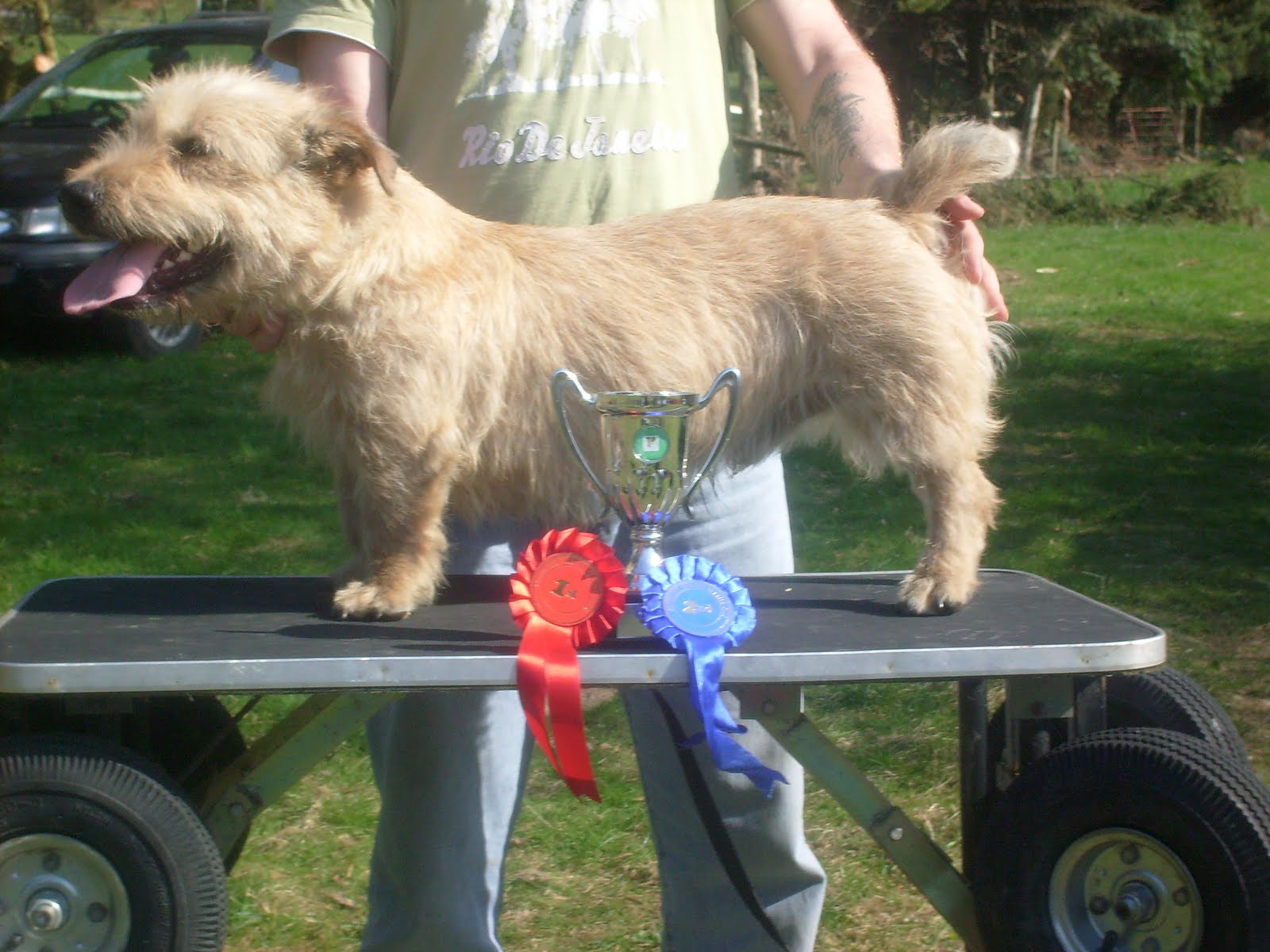 Irish Glen Of Imaal Terriers Working Terrier show