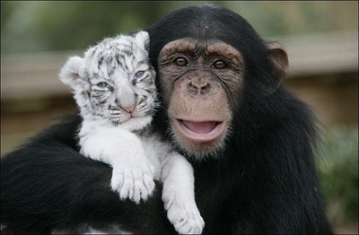 [monkey_tigercubs_06.jpg]