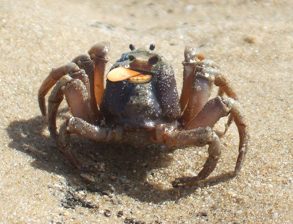 [cowlick+crab.jpg]