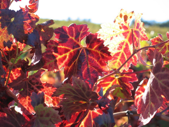 O Autumn, laden with fruit...