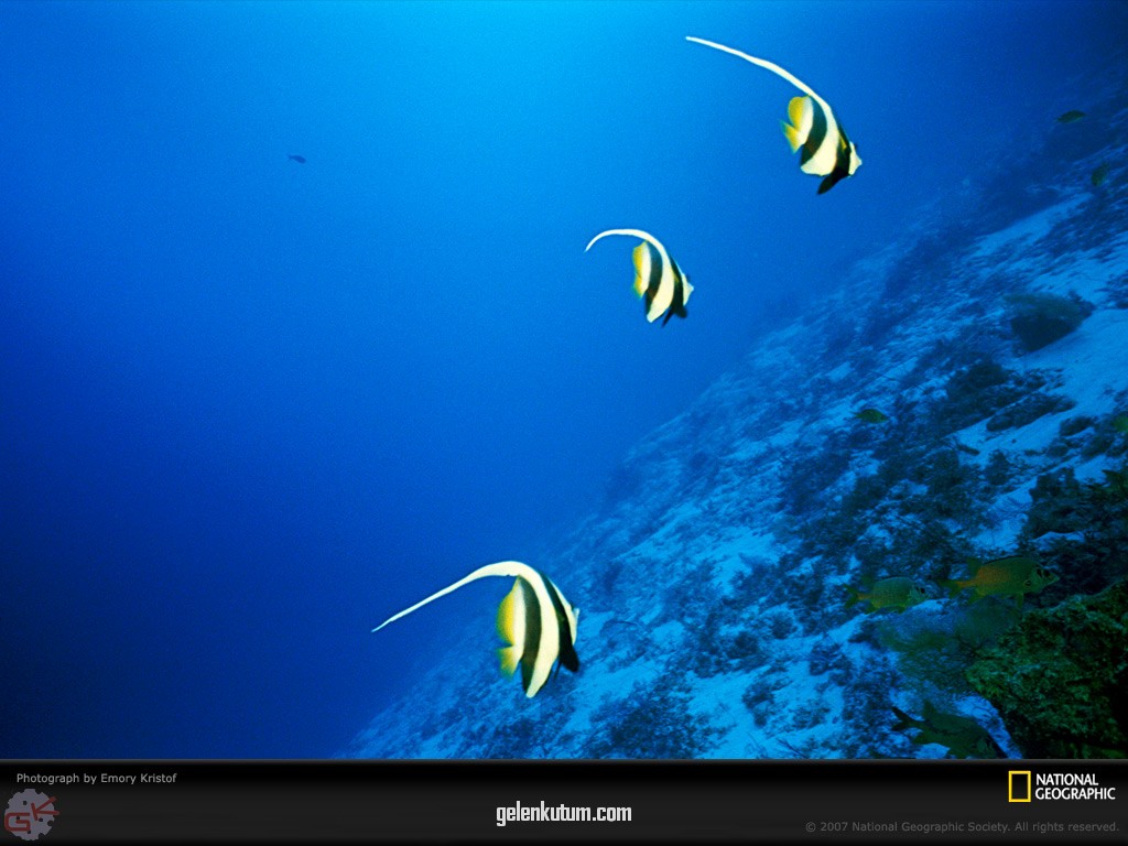 [longfin-bannerfish-516504-lw.jpg]