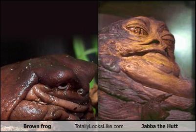 [brown-frog-totally-looks-like-jabba-the-hutt.jpg]