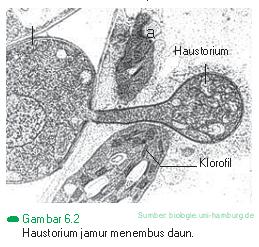 JAMUR (FUNGI)