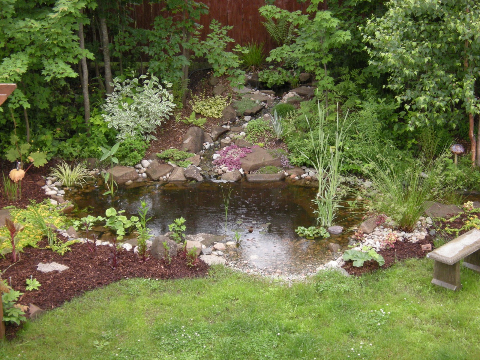 East Coast Gardener: The Evolution of the Backyard Pond