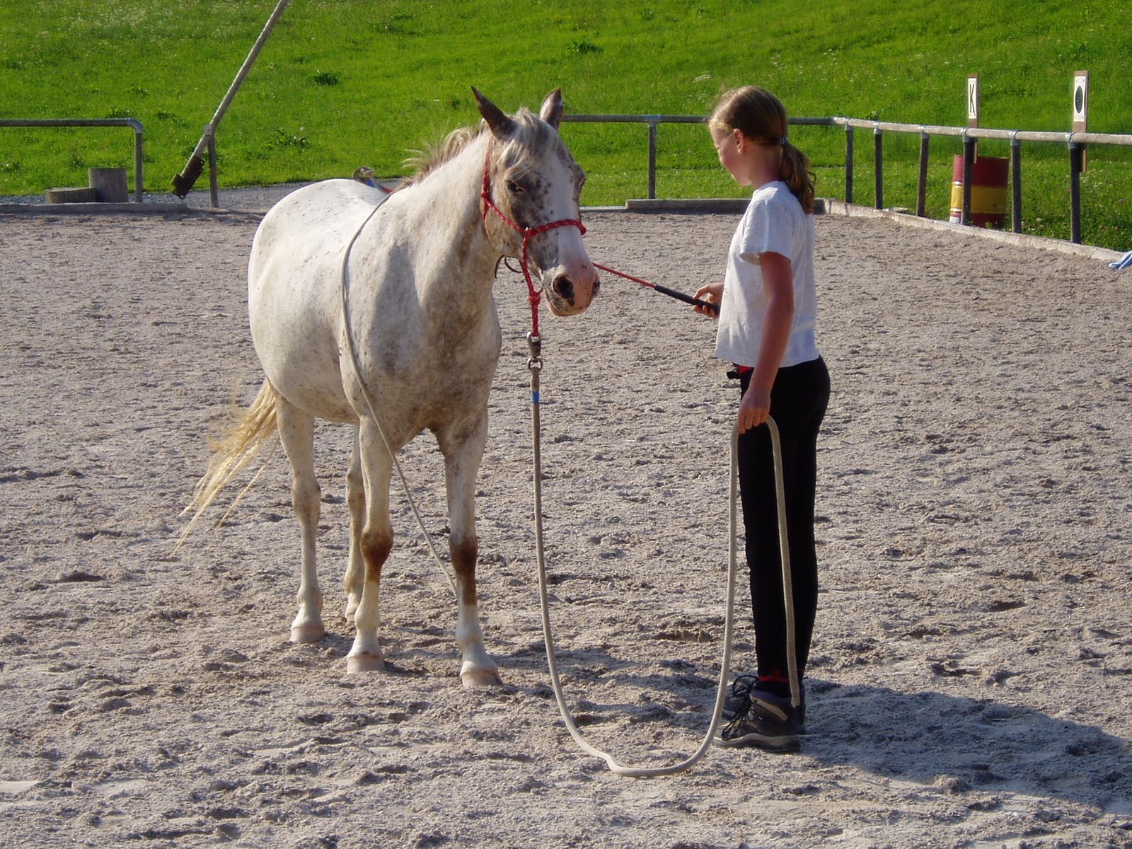 Inspiration und Information zu unserer Partnerschaft mit Pferden Die Sieben Spiele Nr. 1