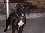 Ma Baika une jolie Boxer adulte de 2 ans et demi