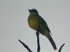 SI UN PAJARO ANUNCIA AL SEÑOR,?POR QUE NO NOSOTRO?