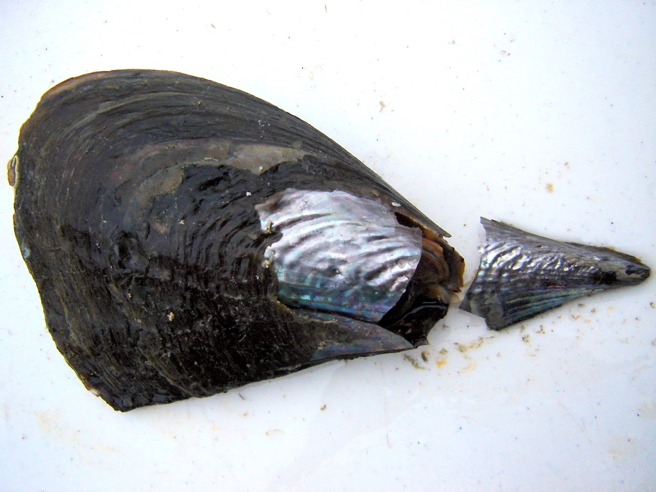 professor fish heads The magnificent Pen Shell