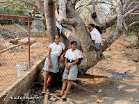 schoolgirls hanging out in their favorite tree