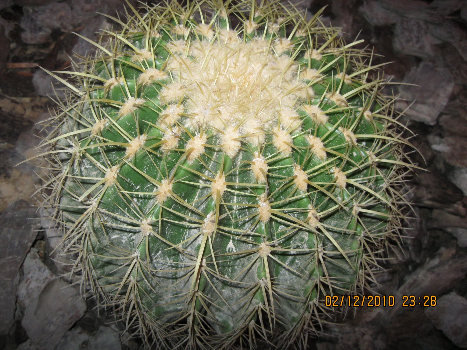 Lucie Dubai desert adventure Cactus grow well in the desert, it is