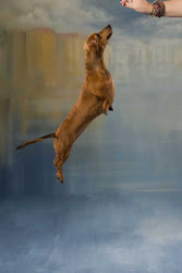 Mackenzie - Dachshund