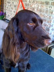 Audrey - Field Spaniel