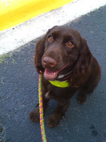 RGV Dog Adventures Group!