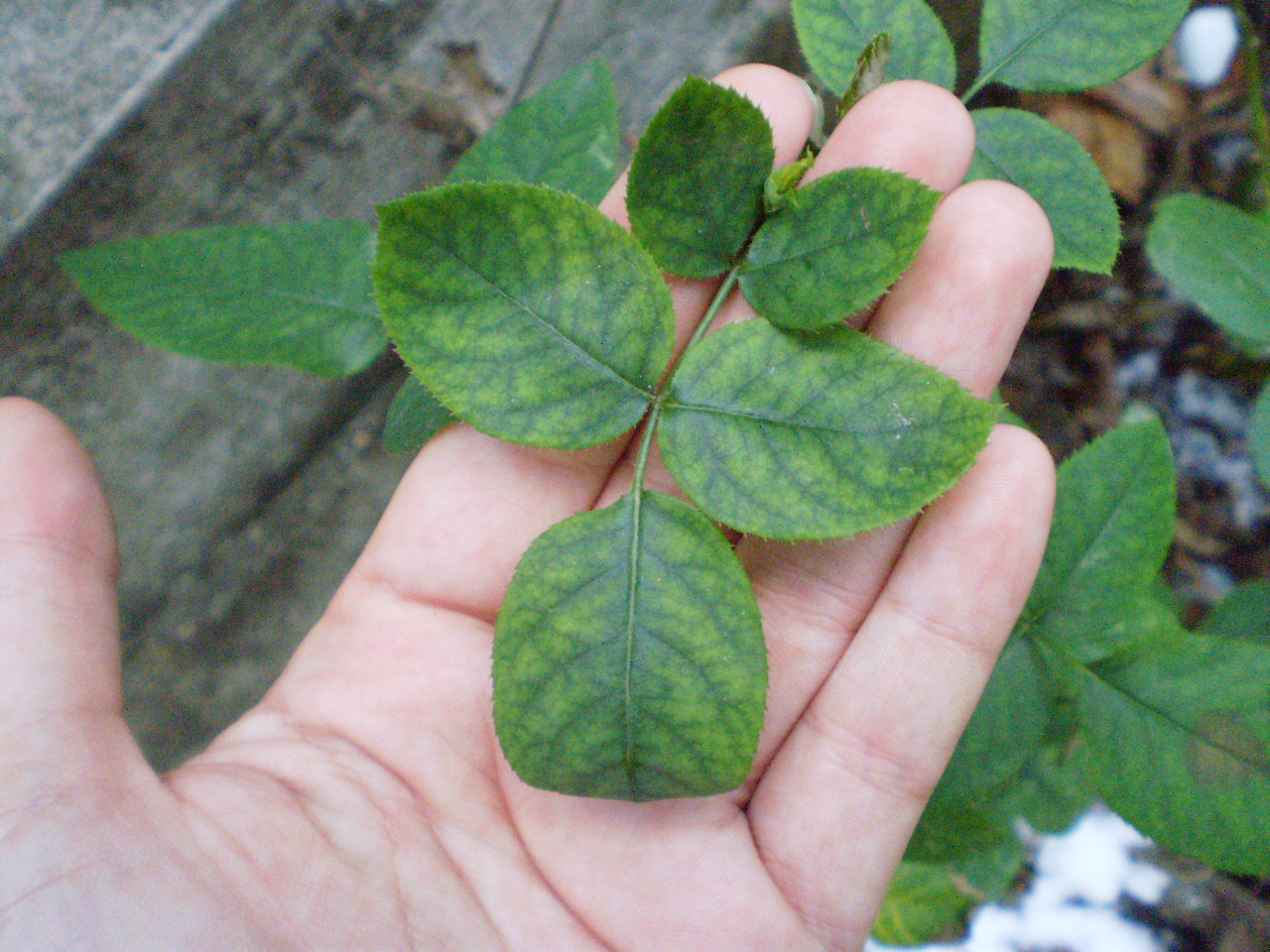 Why Are Roses Losing Leaves at Roberto Graham blog