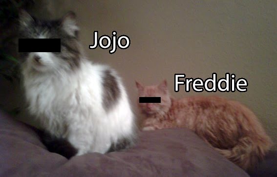 Living with Freddie and Jojo