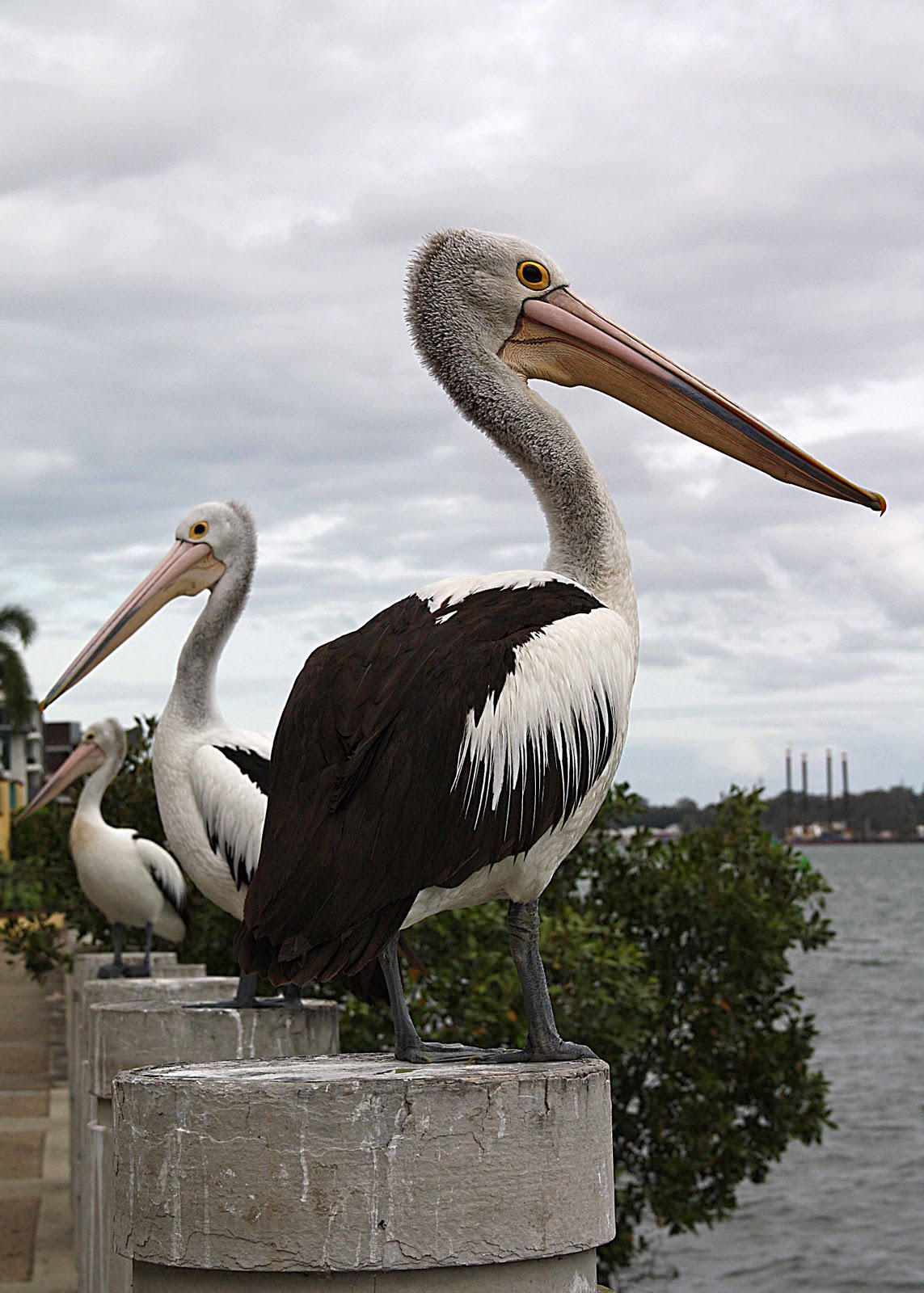 fotofanatic A Pod of Pelicans fotofanatic A Pod of Pelicans