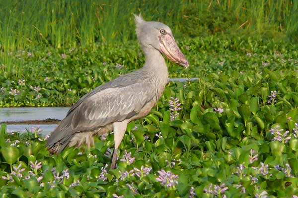 [P1010020-Shoebill-copy.jpg]