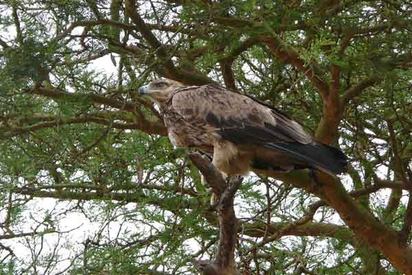 [P1060309-Tawny-Eagle.jpg]