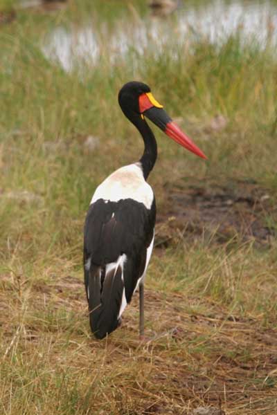 [IMG_3450-Saddle-billed-Stor.jpg]