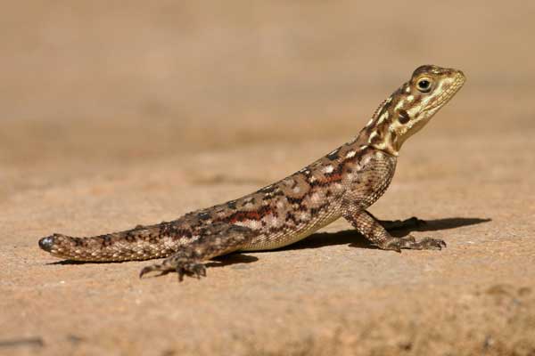 [IMG_3356-Red-headed-Rock-Ag.jpg]