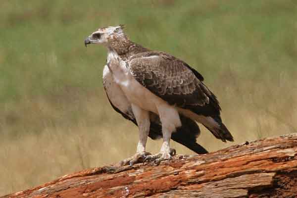 [IMG_3510-Martial-Eagle.jpg]