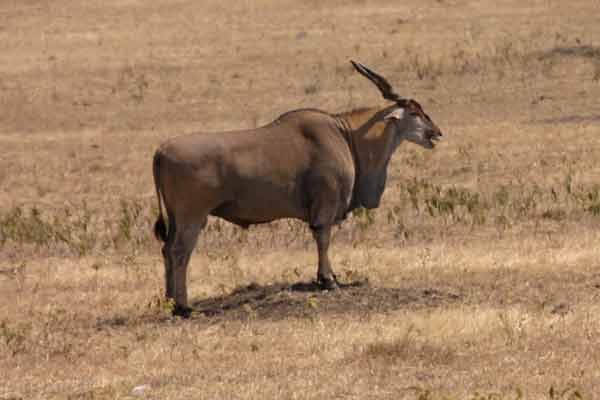 [IMG_4526-Eland.jpg]