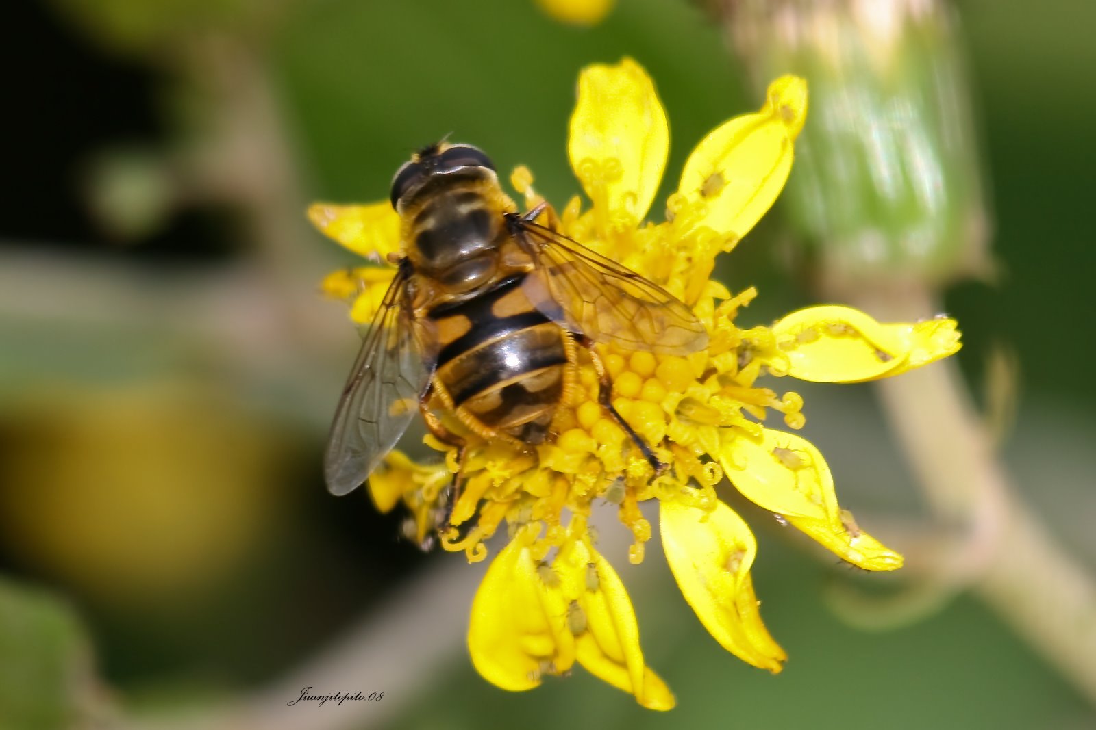 [abeja-en-flor-amarilla-03.jpg]