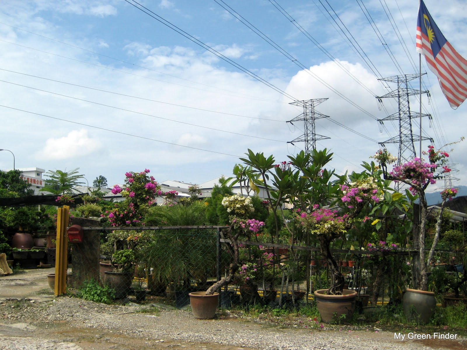 MY GREEN FINDER Plant Vendors Ngan Nursery