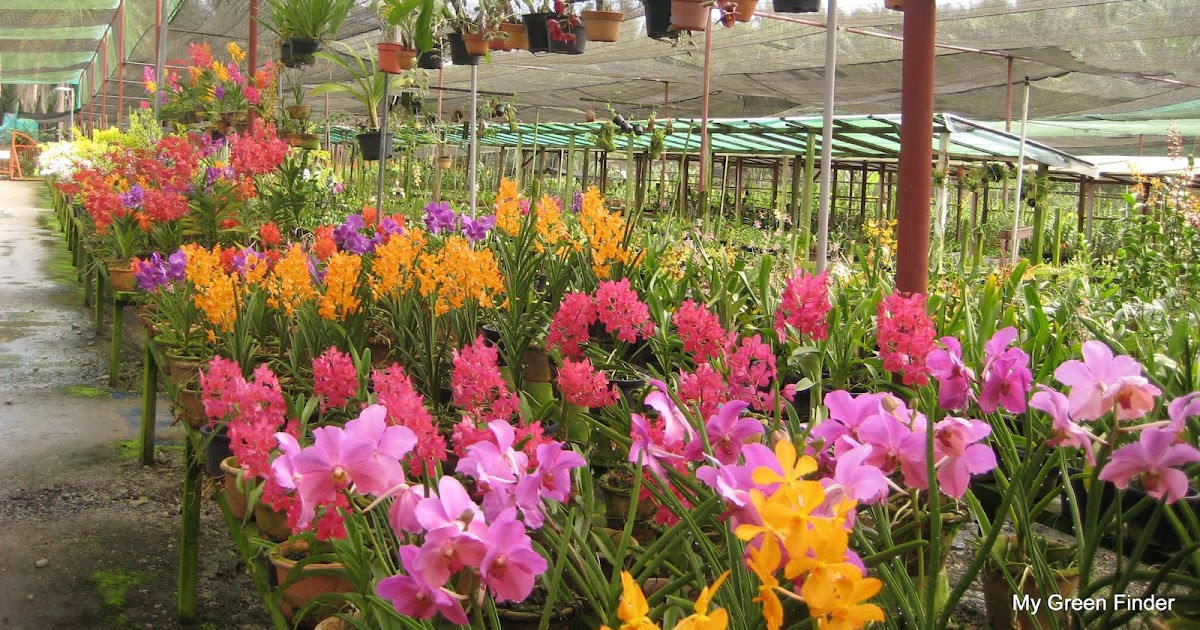 My Green Finder Plant Vendors United Malaysian Orchids