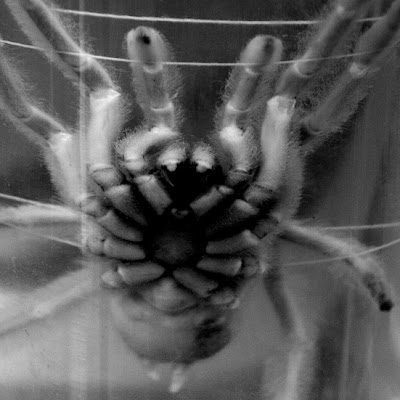 mygale, araignée, spider, Trapdoor Spider, zoologie, musée, museum, mygalomorphes, photo © dominique houcmant
