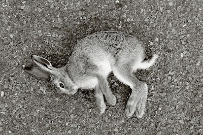 un lapin écrasé sur la route, rabbit road victim, photo © dominique houcmant